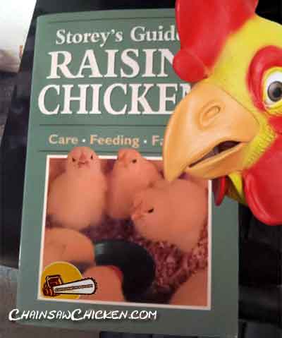 Raising Chicks?